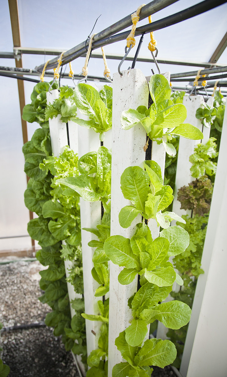 vertical farm, hydroponics, farming, plants, lettuce