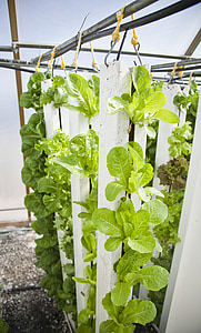 ferma verticală, Hydroponics, Utilaje agricole, plante, salata verde