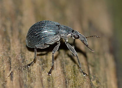 weevil, insects, beetle, nature, animal, insect, wildlife