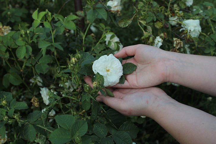 flower, rose, white rose, nature, macro, plant, hands
