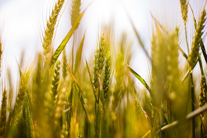 polje pšenice, pšenica, zemlja, polje, zrno, priroda, ruralni