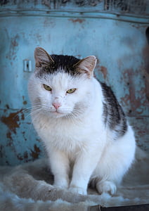 cat, animal, pet, white cat, cat looking, outdoor cat, one animal
