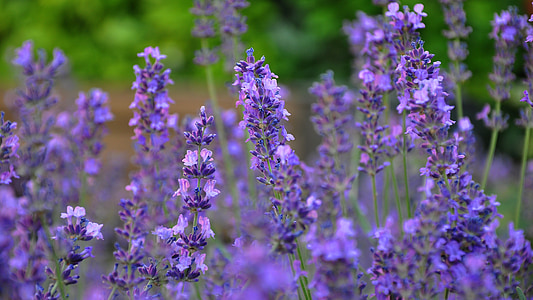 blue flower, lavender, summer