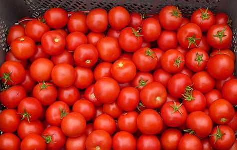 tomat, punane, taimne, toidu, värskuse, orgaaniliste