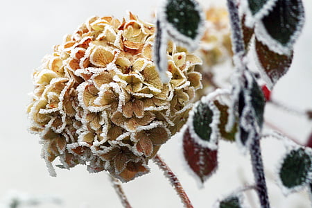 invierno, congelados, formación de hielo, blancos, Frost, frío, flor