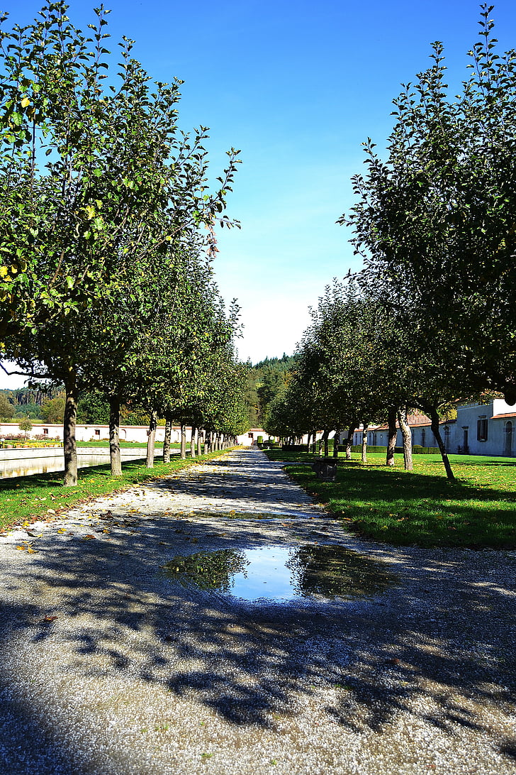 camí, arbres, natura