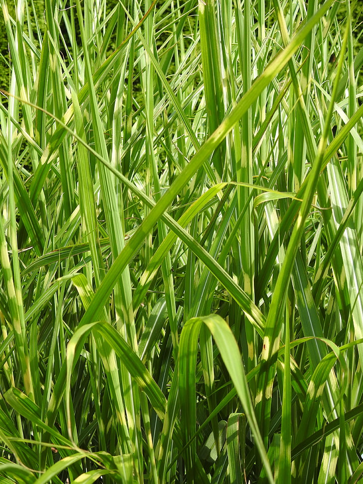 gräs, Zebra gräs, Elephant gräs, Bamboo, lämnar, Leaf, grön