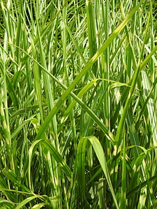 grama, grama de zebra, capim-elefante, bambu, folhas, folha, verde