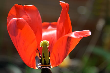 Tulip, Blossom, Bloom, forår, blomst, rød, plante