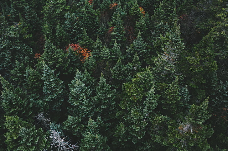 nuotrauka, žalia, lapų, medžiai, miško, medis, medienos
