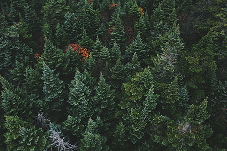 Zdjęcie, zielony, liść, drzewa, lasu, drzewo, drewno