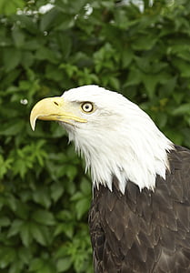 Adler, Raptor, uccello, animale, disegno di legge, Ritratto, Aquila munita bianca