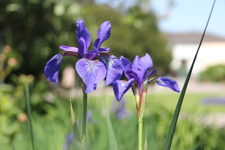 Iris, kwiaty, niebieski, Strasburg, Park oranżeria