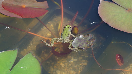 frosk, hage tjern, Frog pond, dammen, grønn, vann, amfibier