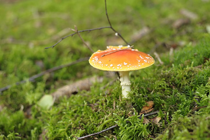 mushroom, autumn, nature, forest