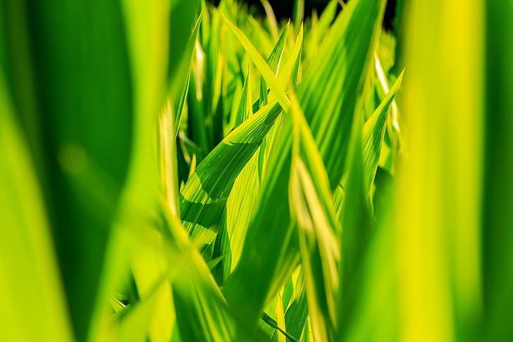 cultius, blat de moro, close-up, verd, natura, color verd, planta