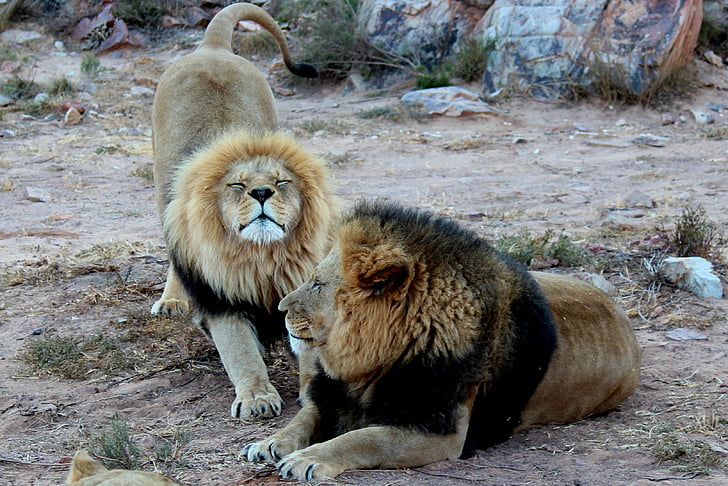 Löwe, Löwen, Tiere, Südafrika, Aquila Gaming-resort, fünf großen, wilde Tiere