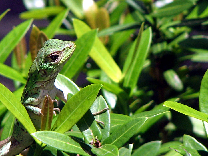 Gecko, fogliame tropicale, rettile, curioso, tropici