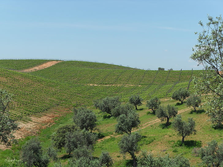 Winnica, wino, olej, drzewo oliwne, Alentejo, Natura, Rolnictwo