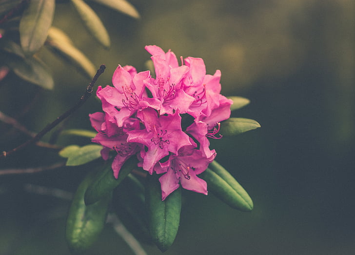 pink, petaled, flower, flowers, nature, blossoms, stems