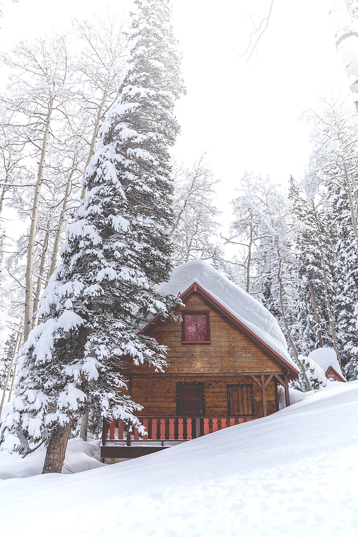 kuća, Zima, snijeg, LED, Santa leda, stabla, biljke