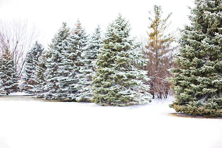 pinheiros, evergreens, neve em pinheiros, Inverno, neve, árvore, filial