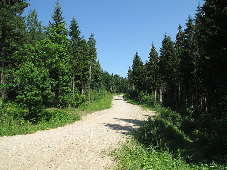 Trail, skogen, naturen, landskap, Woods, Utomhus, träd