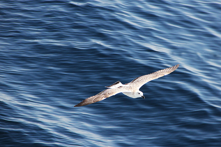seagull, flight, sea, fly, bird, water bird, in flight