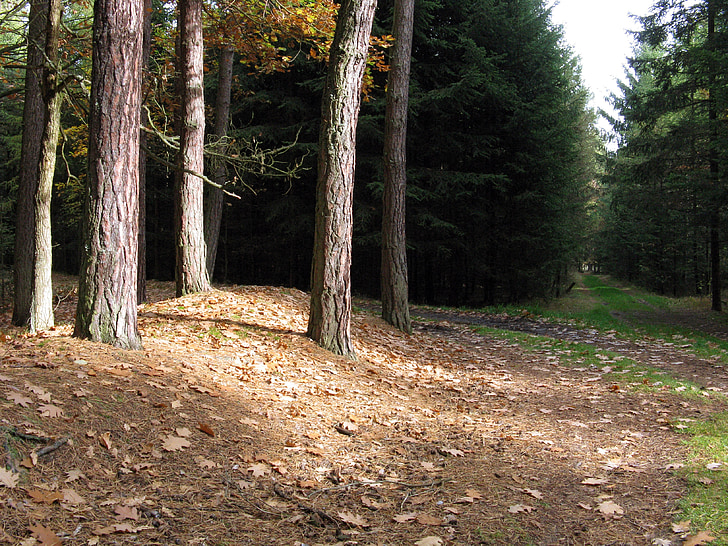 bos, Forest road, bomen, natuur, boom, herfst, blad