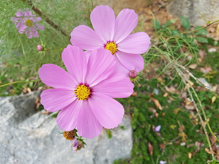 fall flowers, cosmos, flowers, blossom, pictures, hwasaham, autumn
