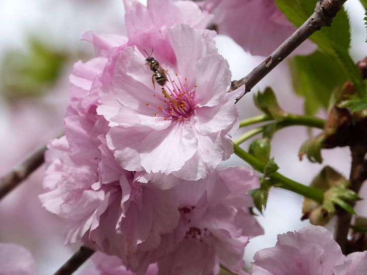 pohon berbunga, lebah, merah muda, musim semi, mekar, serangga, serangga terbang