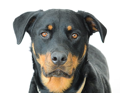 cadells de Rottweiler, gos, canina, cara, animal, animal de companyia, valent