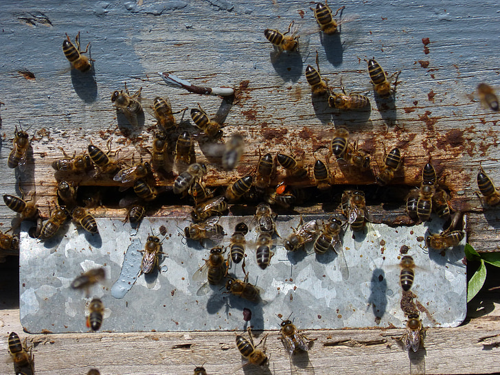 tã, Arna, con ong, làm tổ, mật ong