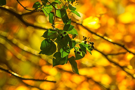 strom, listoví, Příroda, Berry