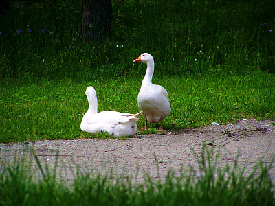 white geese, domestic geese, poultry