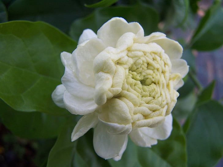 Jasmine, sambac, storhertug av Toscana, parfymert blomster, arabisk jasmine, hvite kronbladene