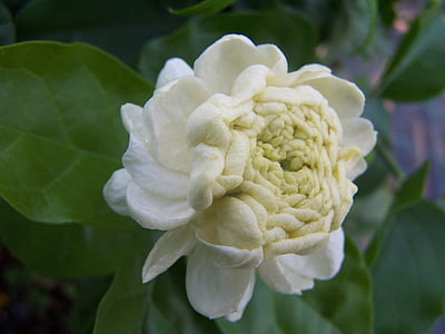 Jasmin, Sambac, Großherzog der Toskana, duftende Blume, arabischer Jasmin, weiße Blütenblätter