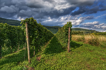 vineyard, wine, winegrowing, landscape, nature, vines
