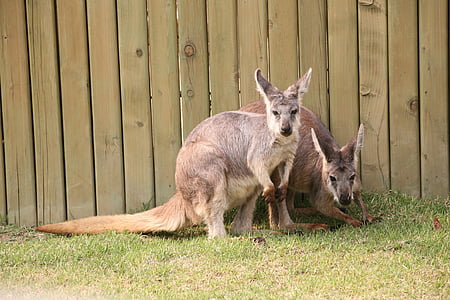 kangaroo, zoo, animal