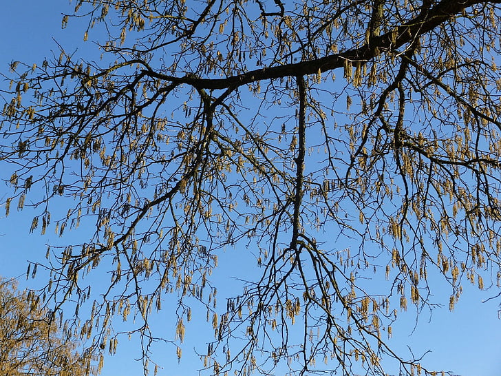 branches, leaves, tree