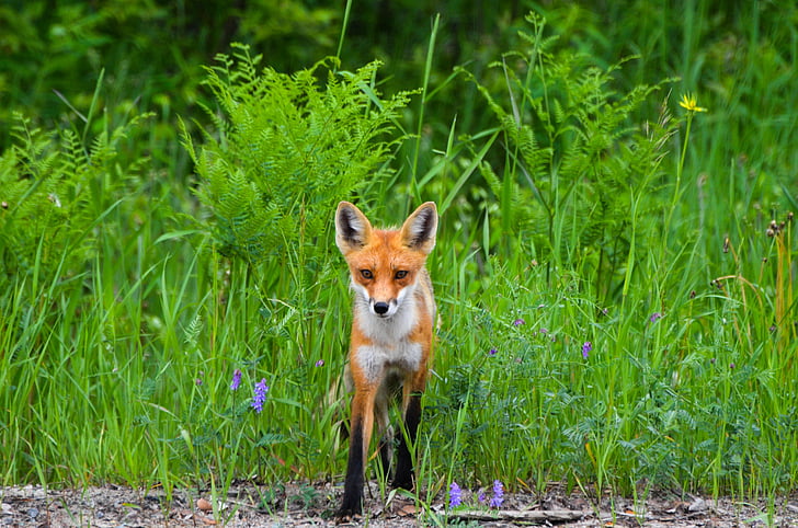 Fox, Wild, natur, dyr, dyreliv, pels, skapning