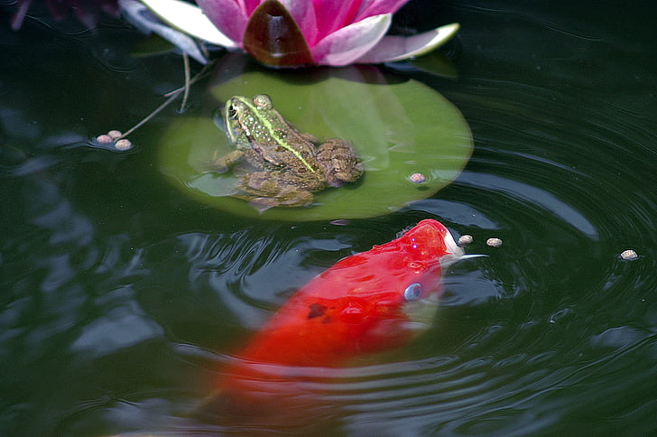 pond, frog, pond frogs, amphibian, green, water, koi carp