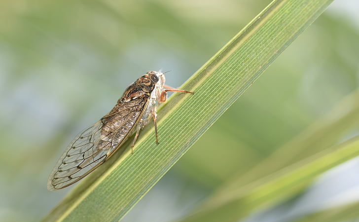 cicada, insect, nature, provence, hemiptera, garden, vocals