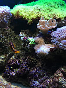 poisson, eau, Aquarium, sous l’eau, vert