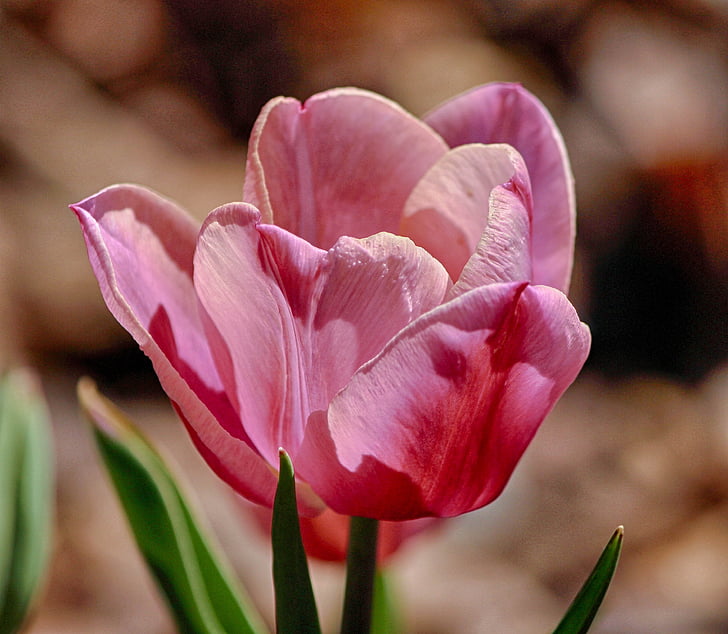 sekély, fókusz, fehér, tulipán, rózsaszín, virág, virágos