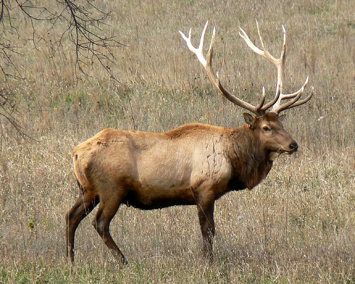 Rocky mountain elk, býk, volně žijící zvířata, Příroda, portrét, parohy, venku