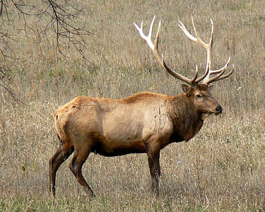 Rocky Mountain elk, Bull, Tierwelt, Natur, Porträt, Geweih, im freien