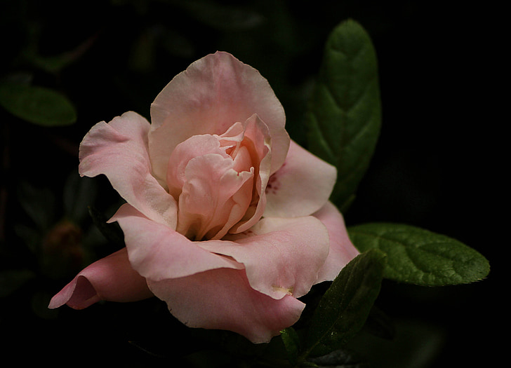 rosa dell'azalea, germoglio di fiore, floreale, pianta, naturale, Blossom, Bloom