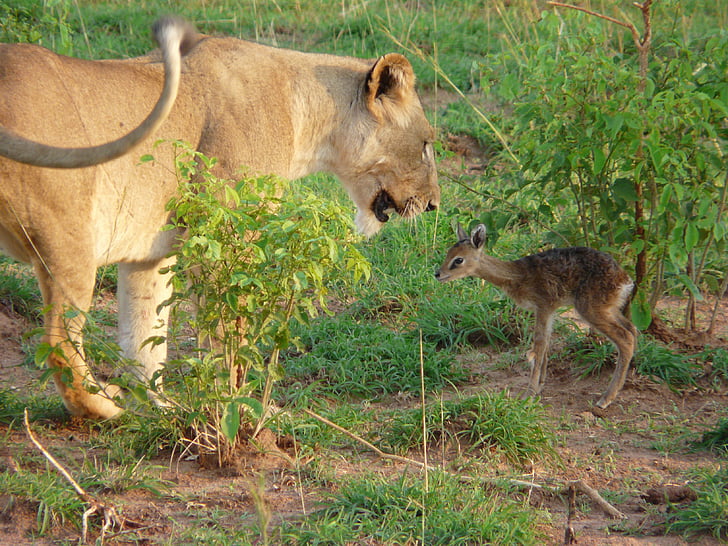 Afrika, biljni i životinjski svijet, lav, kob antilope, Uganda, priroda, putovanja