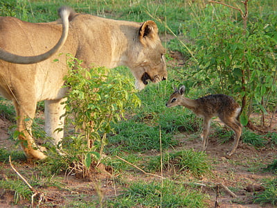 Afrika, Laukiniai gyvūnai, Liūtas, Kob, Uganda, Gamta, kelionės